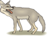 Coyote With Tongue Clip Art